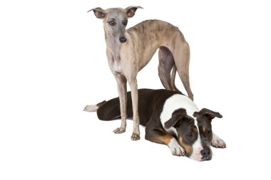 Whippet and her friend clipart