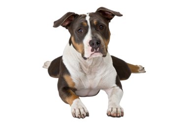 Funny american staffordshire terrier clipart