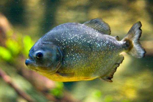 Red-belly Piranha (Serrasalmus Nattereri — Stock Photo, Image