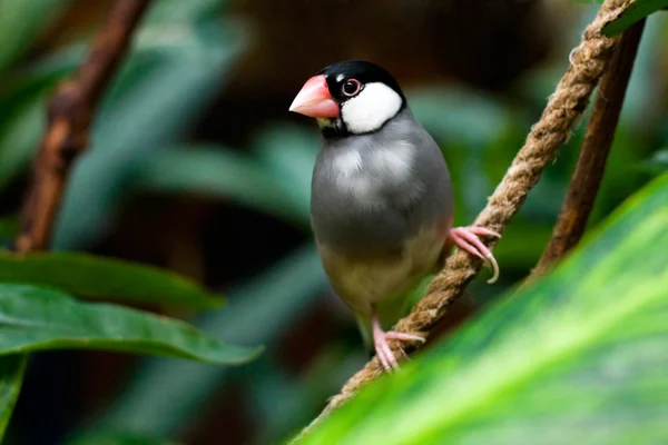 Java Sparrow (Padda Oryzivora) — Stockfoto