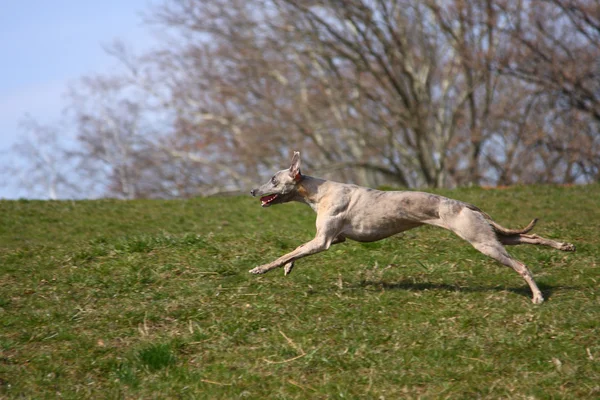 Ταχύπους σκύλος κυνοδρομίας τρέχει — Φωτογραφία Αρχείου