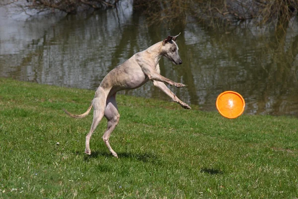 Ταχύπους σκύλος κυνοδρομίας παίζει — Φωτογραφία Αρχείου
