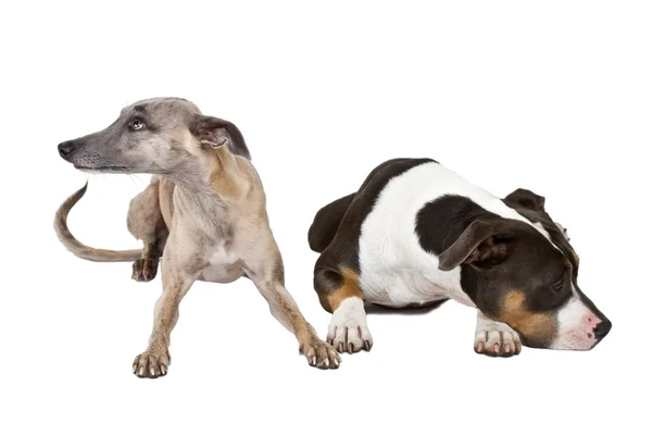 Två sorgliga hundar — Stockfoto