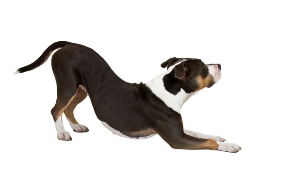Smart American Staffordshire Terrier — Stockfoto