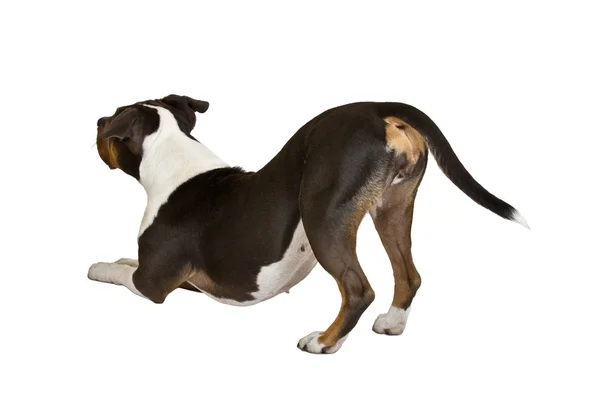 Αμερικανικό terrier staffordshire άπαχο — Φωτογραφία Αρχείου