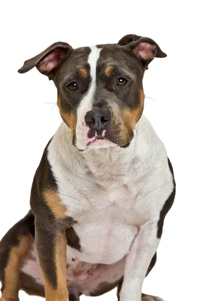 American Staffordshire terrier retrato — Foto de Stock