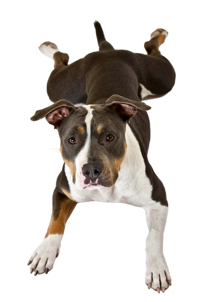 Engraçado americano staffordshire terrier — Fotografia de Stock