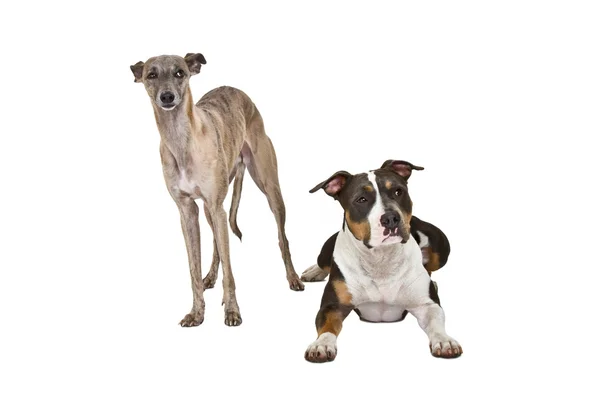 Funny dogs — Stock Photo, Image