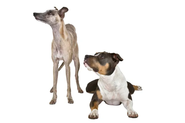 ホイッペット犬とアメリカンスタッフォードシャー テリア — ストック写真
