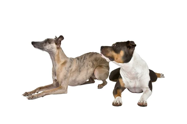 Terrier americano staffordshire e whipp — Fotografia de Stock