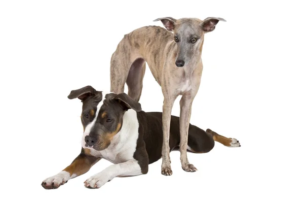 Dois cães escutam — Fotografia de Stock
