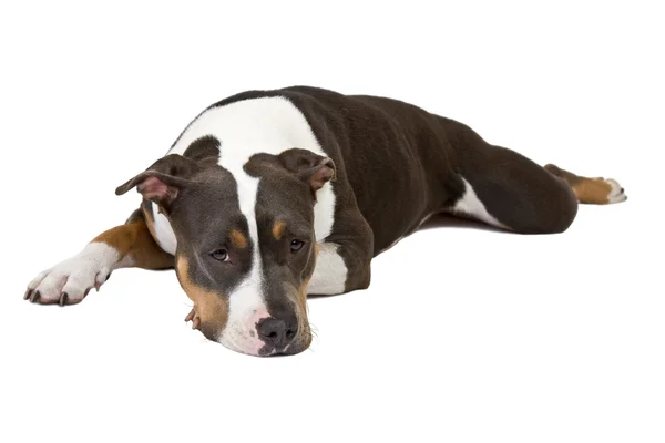 Сонная собака — стоковое фото