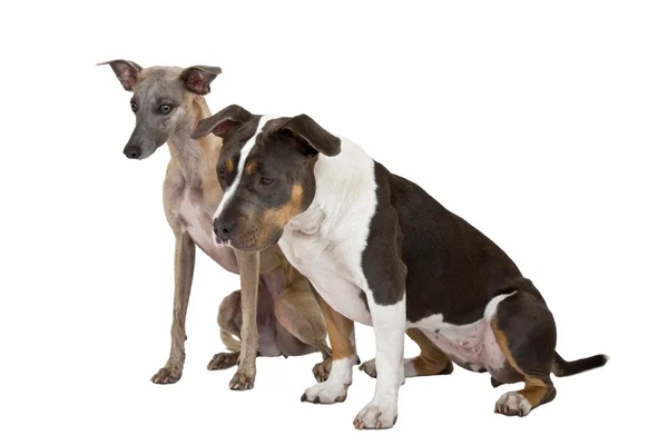 American staffordshire terrier ,whippet — Stock Photo, Image