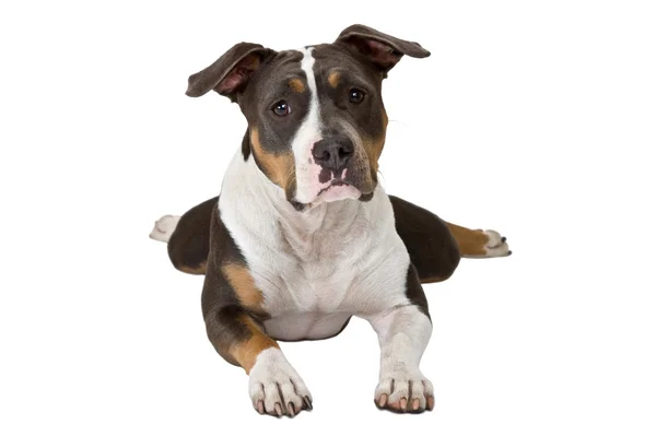 Funny american staffordshire terrier — Stock Photo, Image