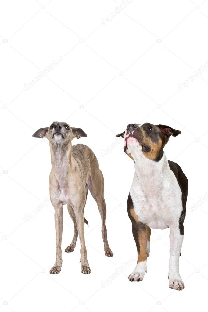 Two cute dogs listen