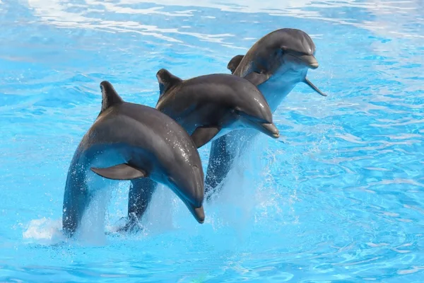 在放映过程中执行的宽吻海豚 — 图库照片