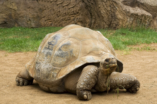 Гигантская черепаха жующая траву
