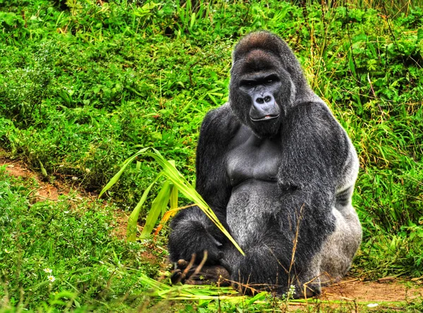 Erkek gümüş sırtlı goril — Stok fotoğraf