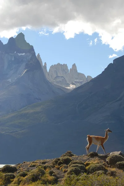 stock image A llama in Chile mountains