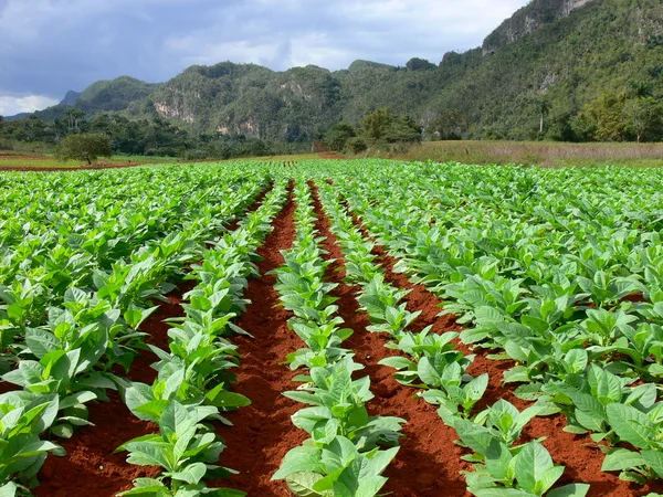 对古巴烟草种植园 — 图库照片