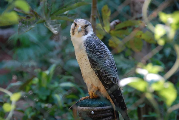 Stock image Owl in the zoo, chile