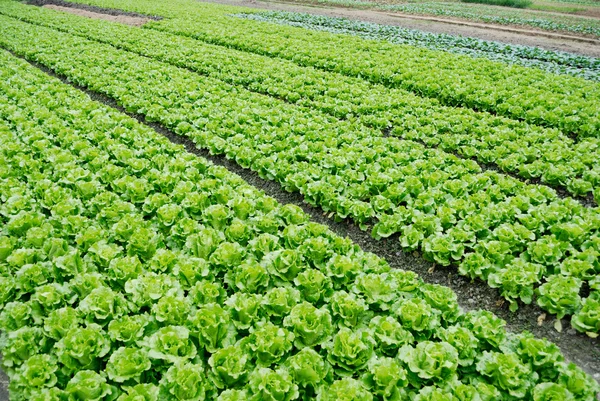Ackerland aus Salat — Stockfoto