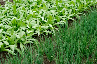 sebze ve meyve araziler