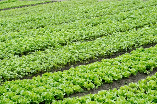 Pěstovala zelenina zelenina — Stock fotografie