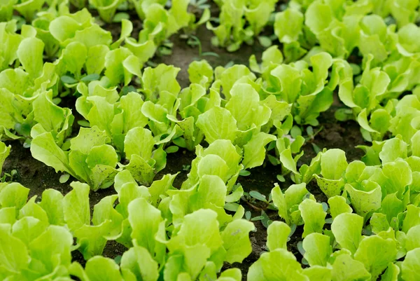 Vegetable plots of vegetables — Stock Photo, Image