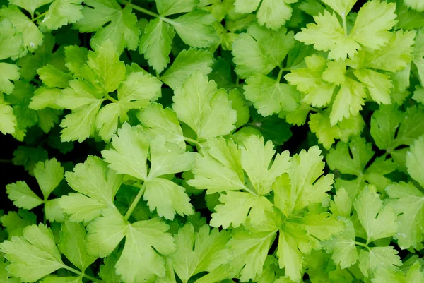 stock image Vegetable plots of vegetables