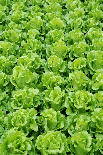 Lettuce grown — Stock Photo, Image