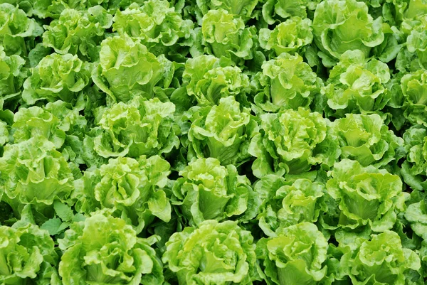 Działki warzywne, warzywa — Zdjęcie stockowe