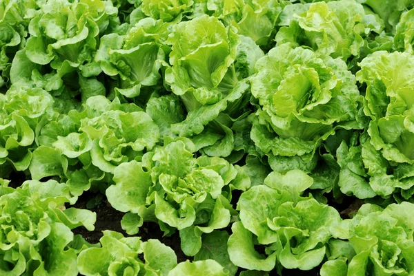 Plantaardige percelen van groenten — Stockfoto