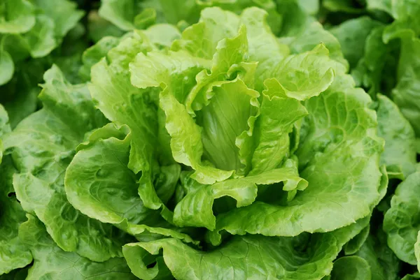 Salat angebaut — Stockfoto