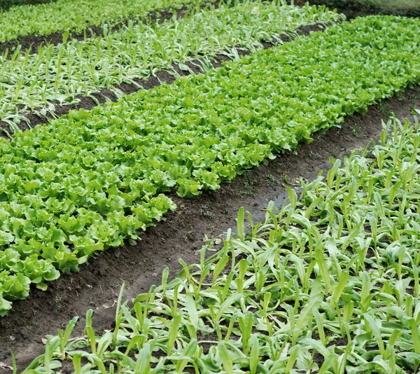 Parcelas vegetales de hortalizas — Foto de Stock