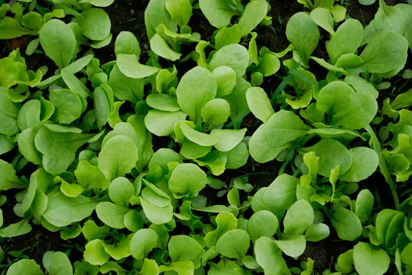 Lettuce grown — Stock Photo, Image