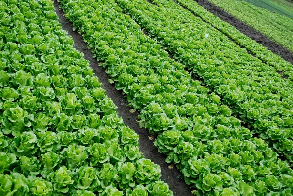 Pěstovala zelenina zelenina — Stock fotografie