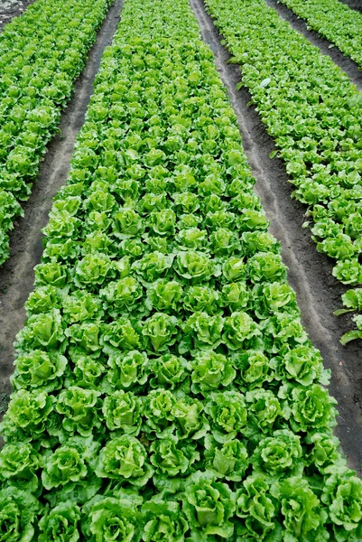Plantaardige percelen van groenten — Stockfoto