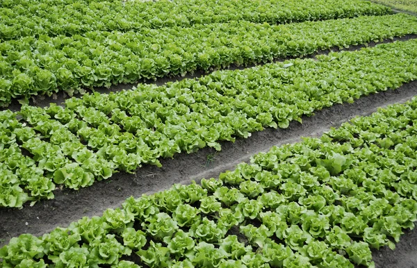 Parcelas vegetales de hortalizas —  Fotos de Stock