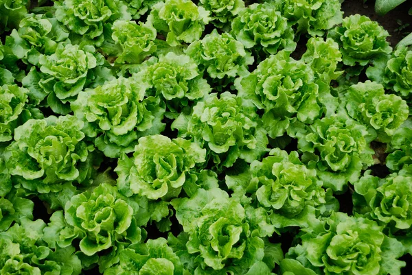 Gemüsebeete mit Gemüse — Stockfoto