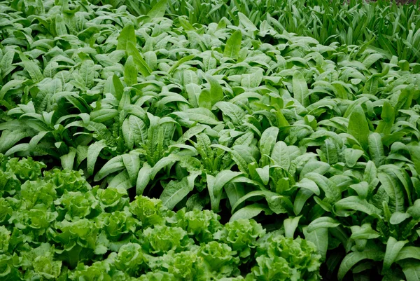 Parcelas vegetales de hortalizas —  Fotos de Stock