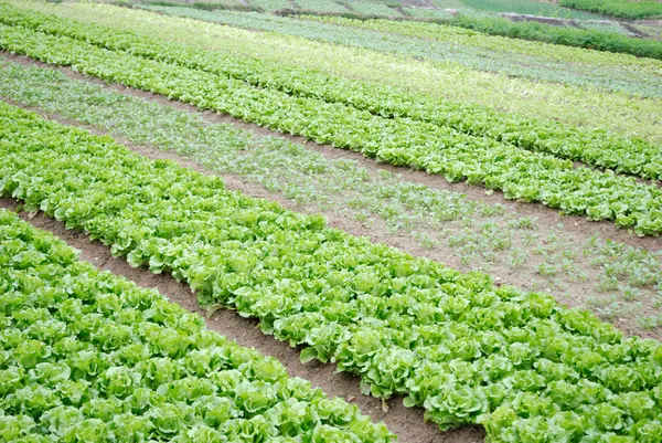 Vegetabiliska tomter av grönsaker — Stockfoto