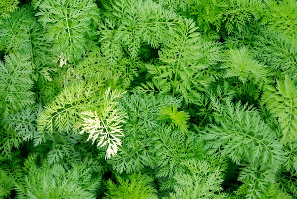 stock image Vegetable plots of vegetables