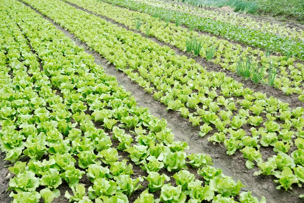 Vegetable plots of vegetables — Stock Photo, Image