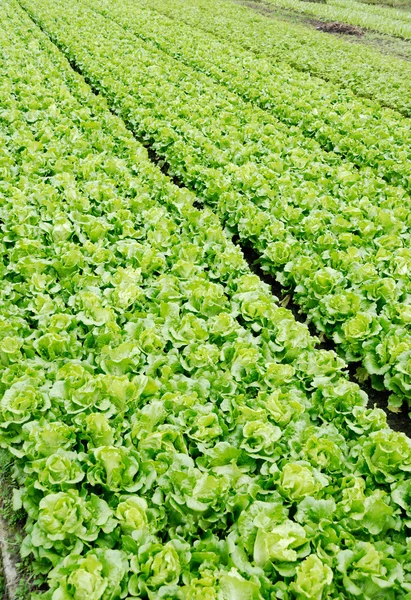Parcelas vegetales de hortalizas — Foto de Stock
