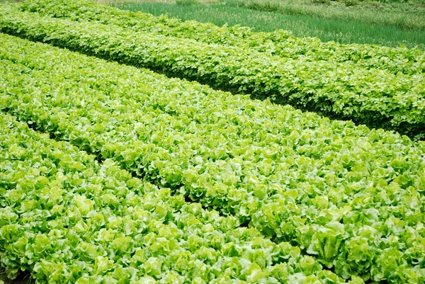 Gemüsebeete mit Gemüse — Stockfoto