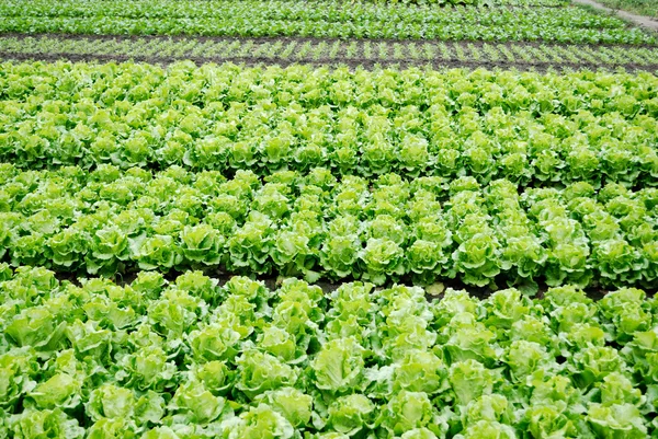 Os campos de legumes — Fotografia de Stock