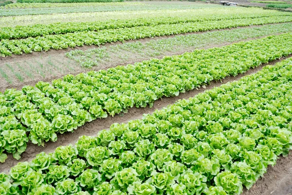 Fälten för grönsaker — Stockfoto
