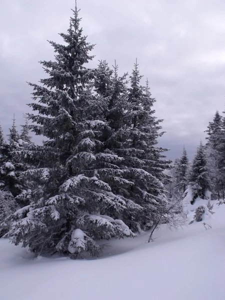 stock image Fur-tree in snow