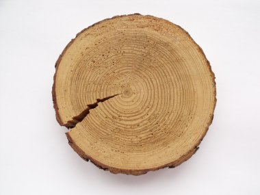 Tree cut on a white background clipart